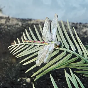 Reconstruction Prints: Meganeura - Griffenfly / Giant Dragonfly Prehistoric Reconstruction