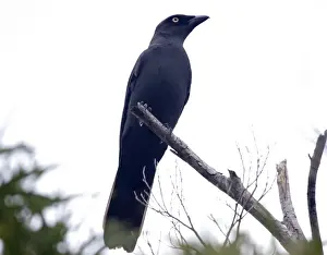 Melanesian Cuckoo-shrike An uncommon species found from Bougainville to New Caledonia. Near Ouassie Village eastern New Caledonia
