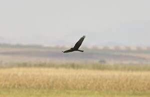 Melanistic Montagus Harrier - In flight