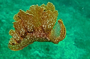 Melibe mirifica - sand scraping nudibranch swimming in midwater Melibe mirifica - sand scraping nudibranch swimming in midwater