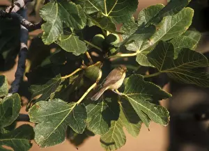 Melodious Warbler - April Majorca