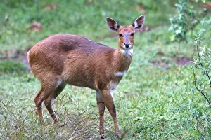 Antelopes Prints: Menelik's Bushbuck. Endemic species. Bale Mountains - Ethiopia - Africa