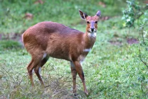 Menelik's Bushbuck. Endemic species. Bale Mountains - Ethiopia - Africa