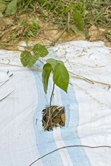 Images Dated 28th May 2010: Meranti tembaga seedling - at replanting site for