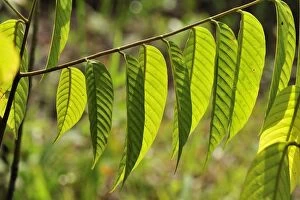 Meranti wood / Mahagoni - leaves
