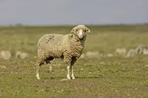 Merino Prints: Merino Sheep