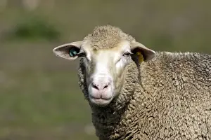 Merino Prints: Merino Sheep