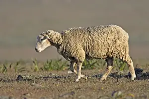 Merino Sheep