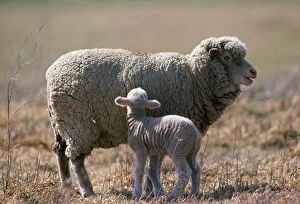 Images Dated 11th January 2007: Merino Sheep Australia