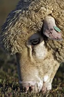 Merino Prints: Merino Sheep - Feeding