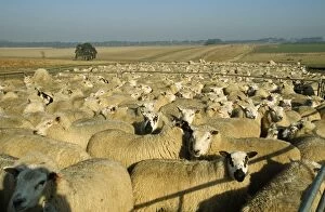 Merino SHEEP - flock