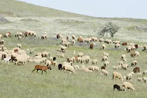 Merino Prints: Merino Sheep - flock grazing in NP Herdade de Sao Marcos Great Bustard Reserve