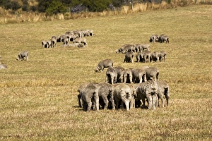 Images Dated 3rd March 2007: Merino sheep grazing in small groups trying to avoid flies. Mackenzie Country - South Island - New