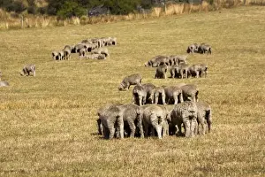 Mackenzie Prints: Merino sheep grazing in small groups trying to avoid flies