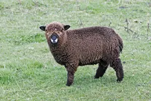 Lamb Prints: Merino Sheep - hybrid brown coloured lamb on field - Northumberland - England