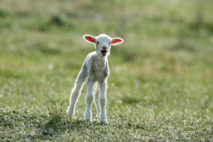 Merino Sheep - lamb, calling for its mother Merino Sheep - lamb, calling for its mother