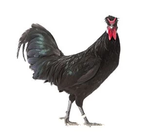 Comb Gallery: Merlerault Chicken Cockerel / Rooster