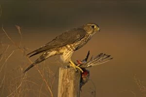 Posts Gallery: Merlin - female with prey on post
