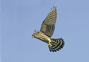 Merlin - in flight, during autumn the migration