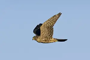 Merlin - in flight. Photographed in Cape May New Jersey during the fall migration. USA