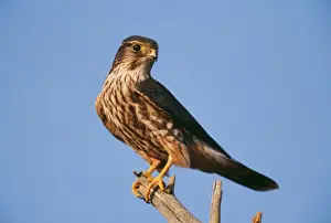 Merlin Prints: Merlin JZ 1162 Cape May, New Jersey USA Falco columbarius © Jim Zipp / ARDEA LONDON