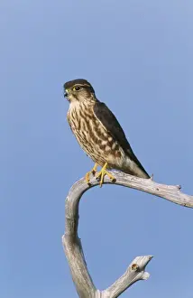 Merlin Prints: Merlin JZ 1669 Cape May New Jersey USA. Falco columberius © Jim Zipp / ARDEA LONDON