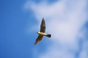 Merlin JZ 1672 In flight Falco columbarius © Jim Zipp / ARDEA LONDON