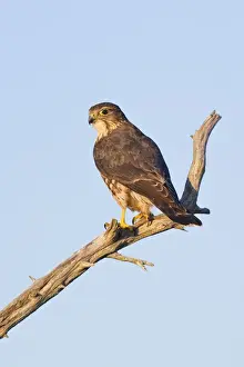 Hawks Prints: Merlin - perched on branch - Cape May New Jersey during the fall migration. October. USA