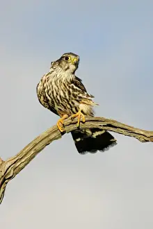Merlin - Photographed in Cape May New Jersey during the autumn migration