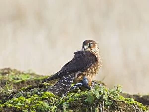 Images Dated 28th January 2012: Merlin - young male with Chaffinch