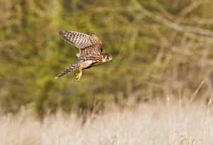 Images Dated 28th January 2012: Merlin - young male in flight