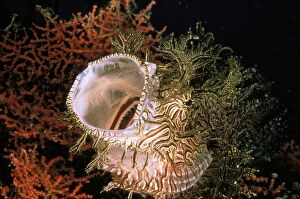 Ecosystem Gallery: Merlot's scorpionfish, or rhinopias