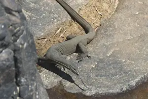 Mertens Water Monitor - Found along small streams and creeks in tropical northern Australia. Often seen sunning on exposed rocks. Superb swimmer, eating fish, frogs, shrimps and crabs in the Wet Season. Can hold breath for several minutes