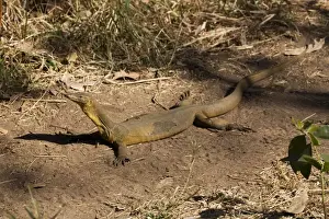 Monitors Prints: Merten's Water Monitor sunning itself Appeared to be sunning itself on the track adjacent to the stream