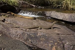 Images Dated 24th June 2006: Merten's Water Monitors in stream habitat In the Adcock River at Galvan's Gorge, in the Kimberley