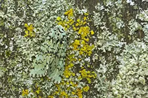 Mossy Prints: Merveille du Jour Moth - Essex, UK IN000612