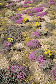 Images Dated 31st January 2005: Mesembryanthemum Namaqualand, South Africa