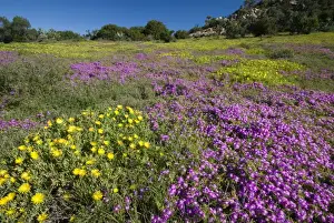 Succulents Prints: Mesembs - various species flowering after good rains