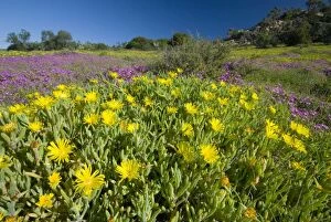 Images Dated 28th September 2006: Mesembs - various species flowering after good rains. Helspoort, nr Grahamstown, Eastern Cape