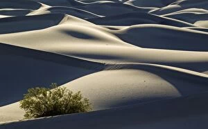 Images Dated 26th March 2011: Detail of the Mesquite Flat Sand Dunes with a Honey