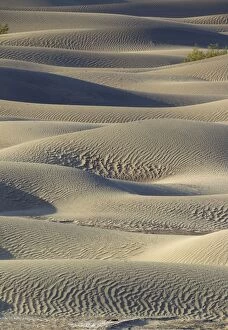 Images Dated 26th March 2011: Detail of the Mesquite Flat Sand Dunes with scattered