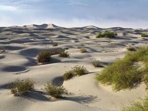 Strong Gallery: Mesquite Flat Sand Dunes with scattered young Honey
