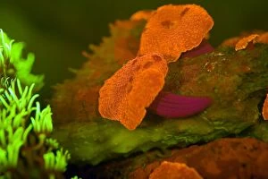 Metallic Red Mushroom / Coral-like Anemone showing
