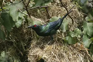 Metallic Starling Urban Cairns, Queensland, Australia