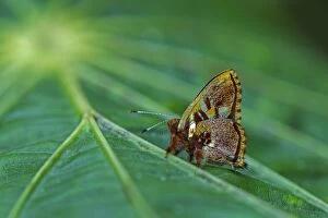 Metalmark butterfly, Riodinidae, Rio Claro Reserve