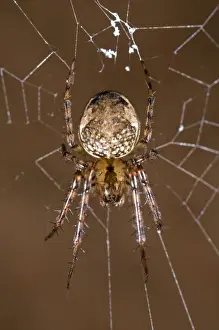 Spiderweb Prints: Metellina merianae - Tuscany - Italy