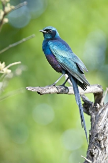 Images Dated 4th March 2008: Meves's / Longtailed Glossy Starling - Sitting on dead branch