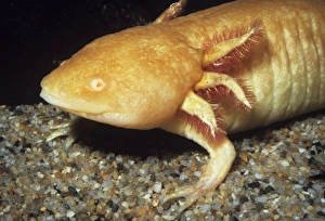 Images Dated 21st June 2007: Mexican Axolotl - albino. Sexually mature, but remains in larval form. Northern Mexico