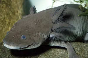 Gill Prints: Mexican Axolotl - (Salamander). Sexually mature, but remain in larval form