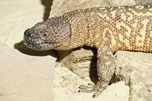 Images Dated 4th May 2007: Mexican Beaded Lizard - venemous